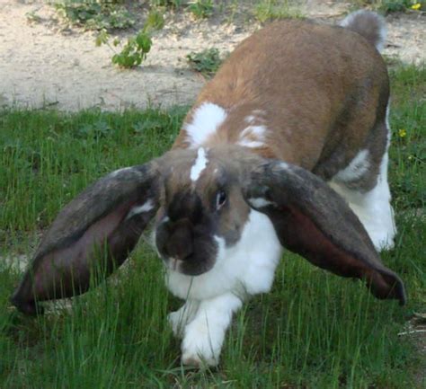 English Lop Eared Rabbit Rabbit Breeds Bunny Lovers Flemish Giant