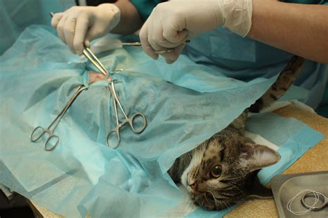 Arthroscopic Surgery In Cats Procedure Efficacy Recovery