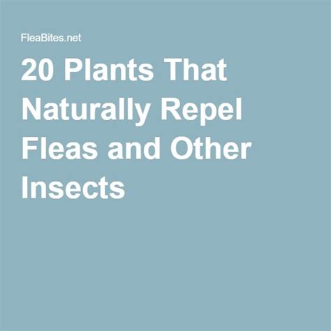 20 Plants That Naturally Repel Fleas and Other Insects | Fleas, Insect ...