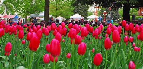 Orange City Ia Tulip Festival Orange City Tulip Festival Real Men Places Ive Been Stuff To