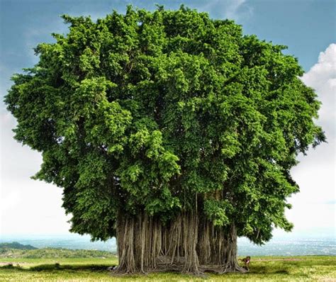 6 filosofi pohon beringin biar jadi pribadi yang lebih tangguh