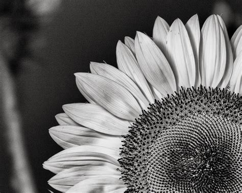 The World In Black And White Sunflower