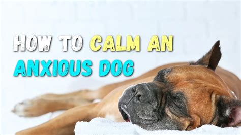 How To Calm An Anxious Dog 15 Ways To Reduce Dog Anxiety