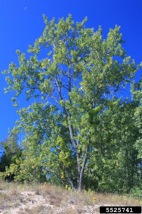 Eastern Cottonwood Populus Deltoides Salicales Salicaceae 5525741