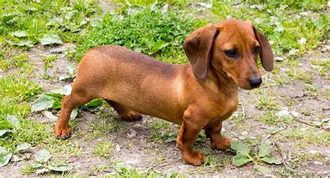 75 Teacup Dachshund Puppies Photo Bleumoonproductions