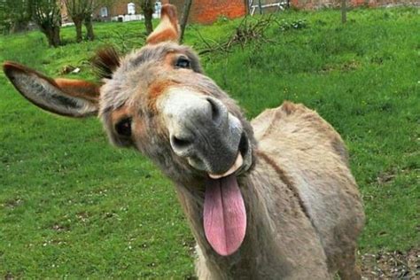 Duhhhh Donkey Funny Funny Animal Pictures Cute Donkey