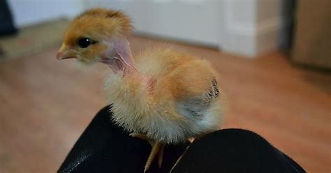 Transylvanian Naked Neck Chick Imgur