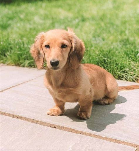 Long Haired Miniature Dachshund The Ultimate Purebred Icon