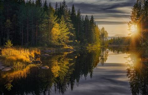Pine Trees Fall Photography Forest Sun Rays River Nature Finland