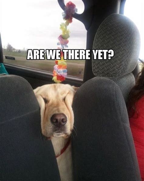 Are We There Yet Dog Humor