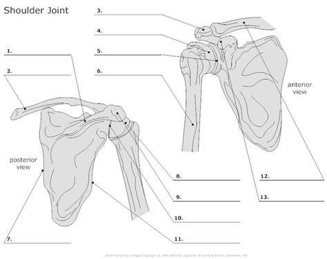 Shoulder Joint Articulations Unlabeled Anatomy And Physiology