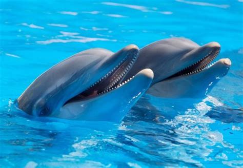🐬 Dónde Viven Cómo Viven Y Qué Comen Los Delfines