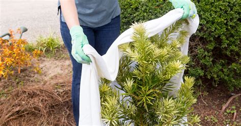 Four Ways To Protect Your Shrubs This Winter Southern Living Plants