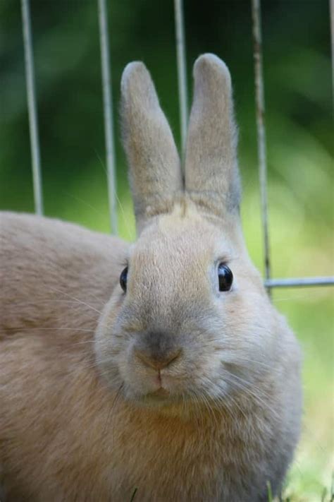 Looking After Your Pet Rabbit Rabbit Cages Uk