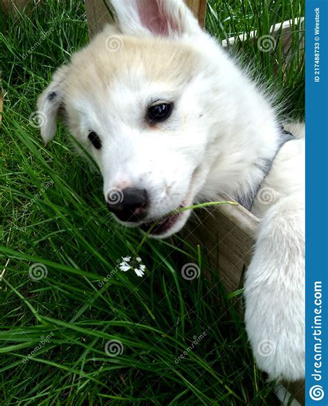 Adorable West Siberian Laika Puppy Laying On The Gra Stock Image