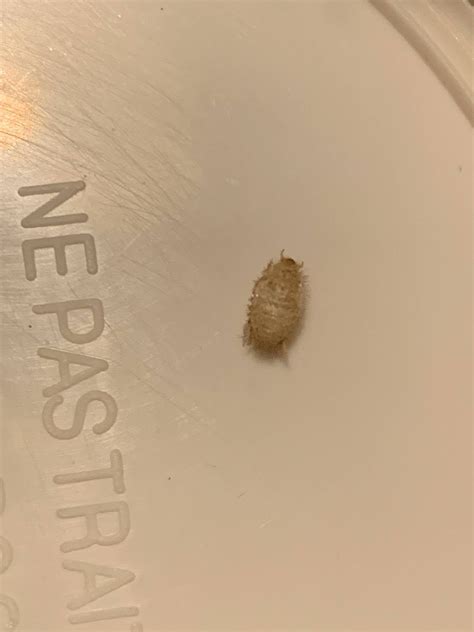 Is This A Bed Bug Shell It Was Inside Of My Bed Frame Rbedbugs