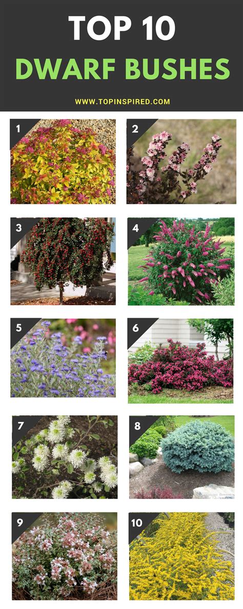 Small Bushes For Landscaping Garden And Landscape