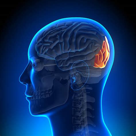 Occipital Lobe Pictures Images And Stock Photos Istock