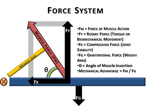 Force Diagrams Example For Science Class Mechanical Advantage Body