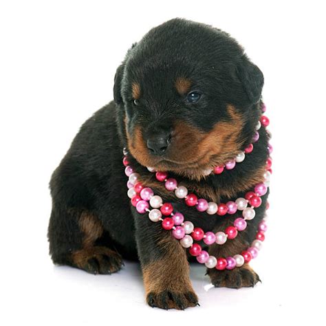 He was well loved and gave just as much love in return. Newborn Rottweiler Puppies Stock Photos, Pictures & Royalty-Free Images - iStock