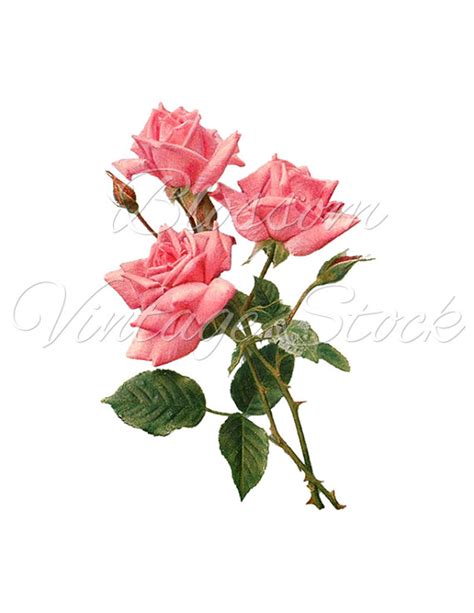 Vintage Roses Clipart Shabby Chic Roses Pink Flower Digital Etsy