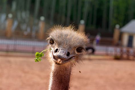 1600 Happy Ostrich Stock Photos Pictures And Royalty Free Images Istock