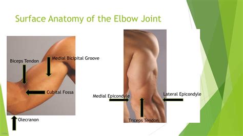 Ppt Elbow Humeroulnar Joint Powerpoint Presentation Free Download