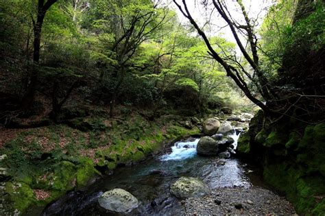 Free Picture Water Wood River Stream Waterfall Moss Nature