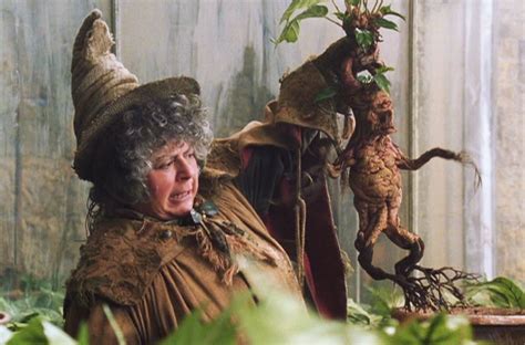 Professor Pomona Sprout Shows A Mandrake Plant Her 2nd Year Herbology