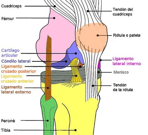 La Rodilla Fisioterapia Global Anatomy Of The Knee Medical Anatomy
