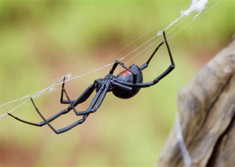 But despite looking similar to the more dangerous black widows, all these spiders are likely to do is give you a small and relatively harmless bite. 10 Snakes, Spiders and Other Creatures That Are Dangerous ...
