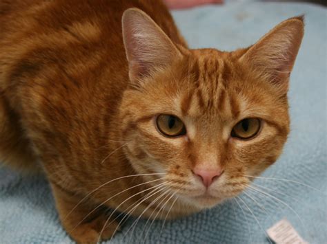 At first, they probably bred spontaneously with domestic cats. Marmie - domestic short hair orange tabby cat for adoption ...