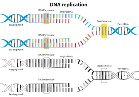 Dna Replication Template