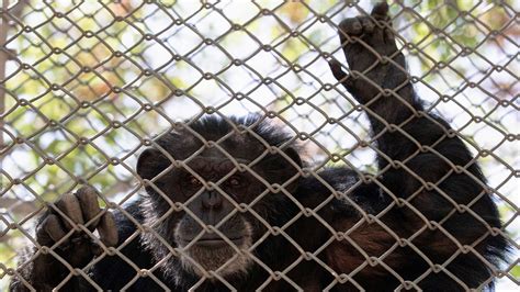 No Monkey Business Allowed Woman Having ‘affair With Chimpanzee