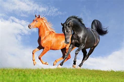 Animals Horse Nature Wallpapers Hd Desktop And Mobile