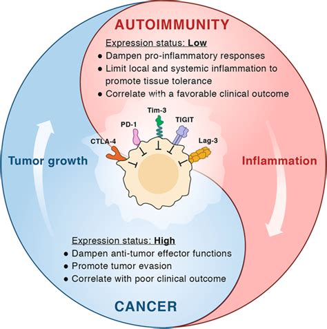 The Yin And Yang Of Co Inhibitory Receptors Toward Anti Tumor Immunity