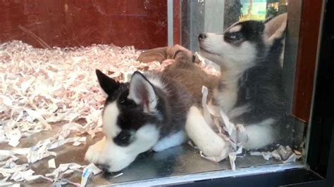 However, as they mature and. New Jersey Passes New Law That Requires Pet Stores To Sell ...