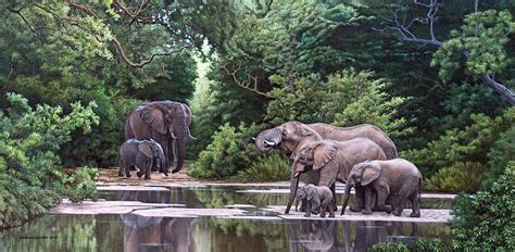 Johan Hoekstra Wildlife Art African Wildlife Elephant Pictures