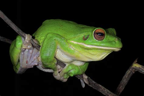 White Lipped Tree Frog Profile Photograph By Bruce J Robinson Pixels