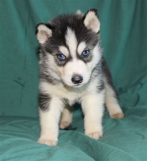 Find siberian husky puppies and breeders in your area and helpful siberian husky information. Pets For Sale OHIO - For Sale Listings Free Classifieds ...