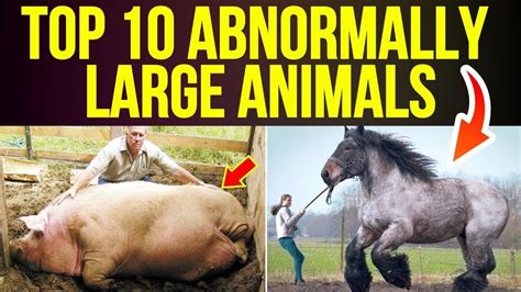 Top 10 Abnormally Large Animals That Really Exist Top 10 Mass Youtube