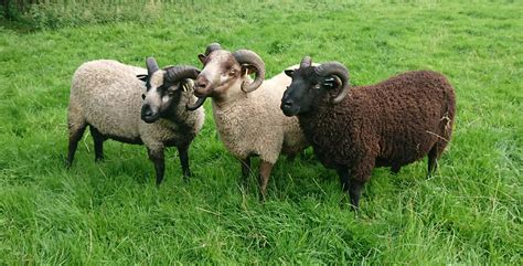 Registered Shearling Rams For Sale Shetland Sheep Society