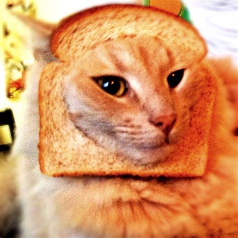 Breadcat Cat Bread Kitty Cats