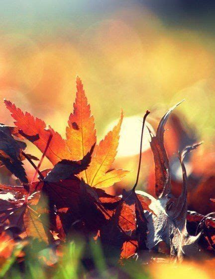 осень листья | Phone wallpaper, Iphone wallpaper, Wallpaper