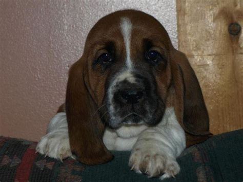 Akc Basset Hound Puppies For Sale For Sale In Hayden Colorado