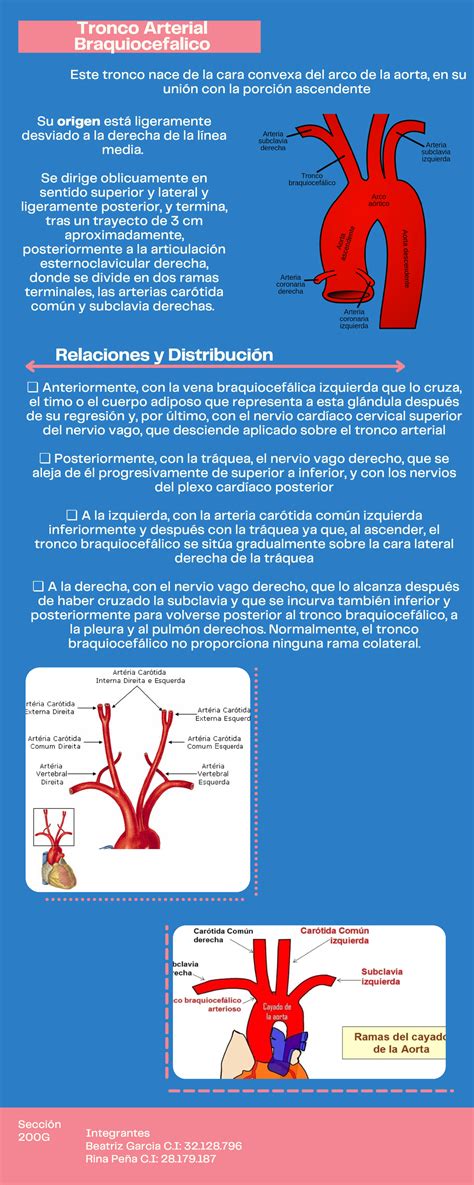 Tronco Arterial Braquiocefalico Anatomia Humana Anteriormente Con La