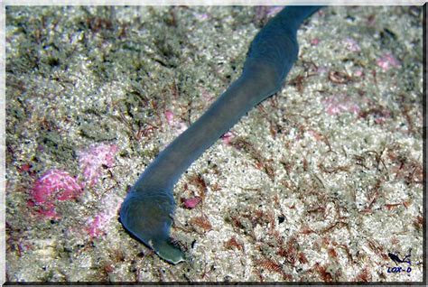 Diving Strange Worm At Bare Island Photo