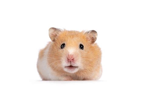 3400 Hamster Isolated White Animal Stock Photos Pictures And Royalty