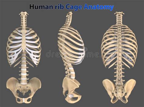 3d Illustration Human Rib Cage Anatomy Stock Illustration