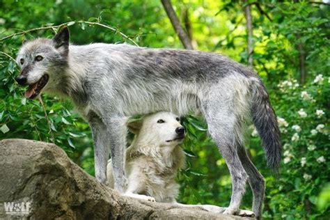 These Two Wolves Became Famous Because They Are So Lazy That They Howl